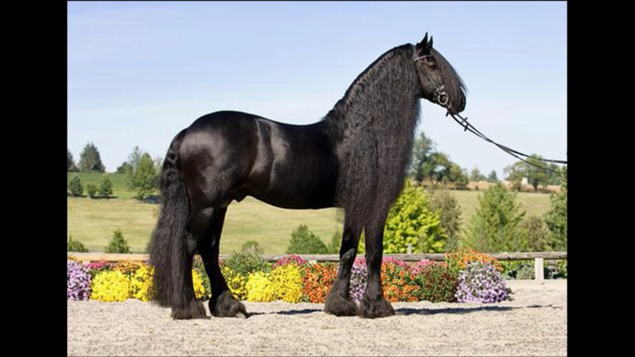 La passion des chevaux